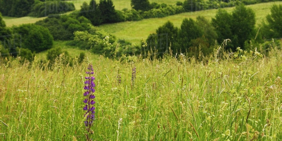 Czech meadow herbs wildflowers