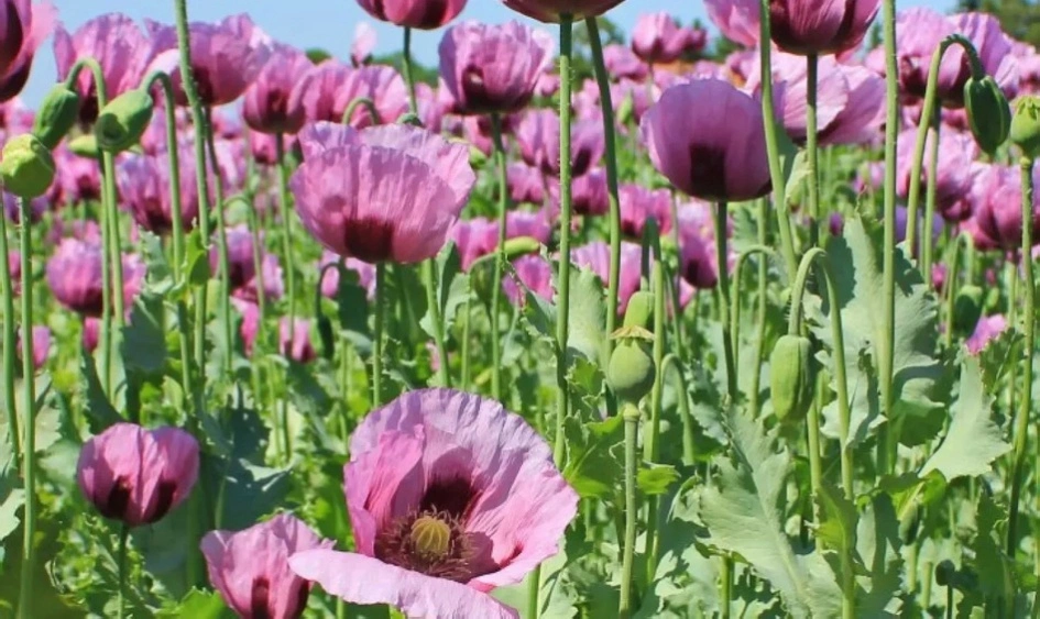 Organic medicinal herbs field