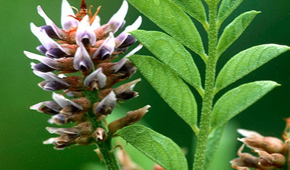 Traditional healing herbs Europe